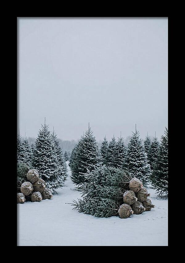 Winter Wonderland Tree Farm