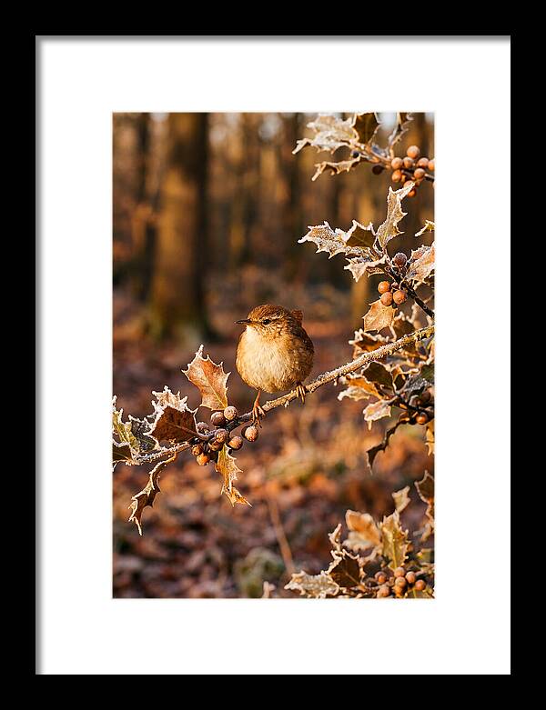 Winter Wren On Frosted Holly Branch