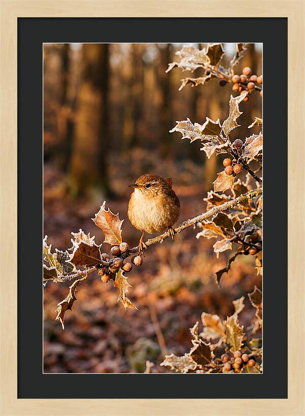 Winter Wren On Frosted Holly Branch