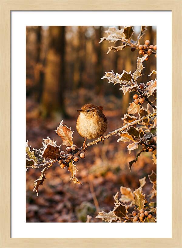 Winter Wren On Frosted Holly Branch