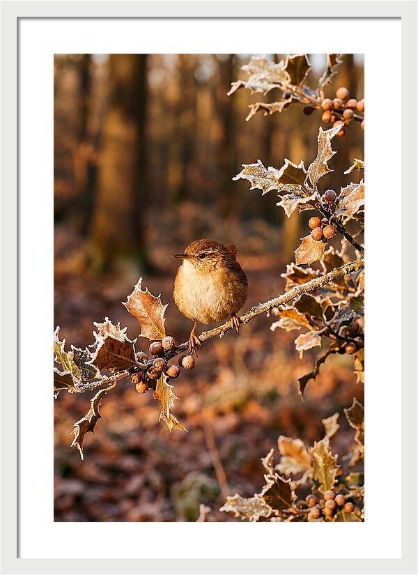 Winter Wren On Frosted Holly Branch