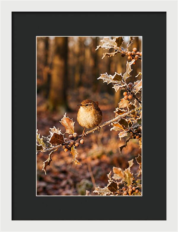 Winter Wren On Frosted Holly Branch