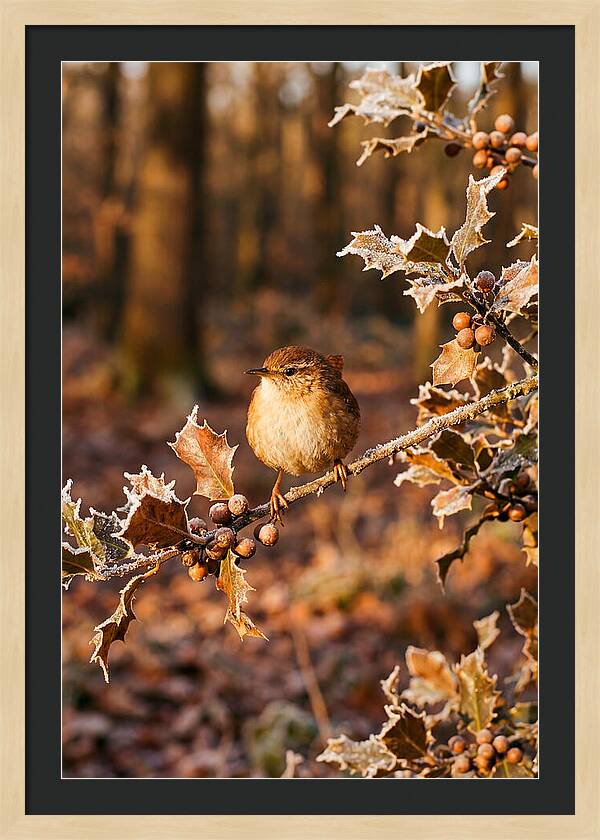 Winter Wren On Frosted Holly Branch