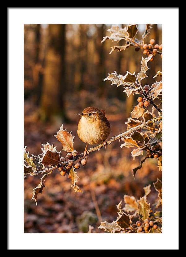 Winter Wren On Frosted Holly Branch