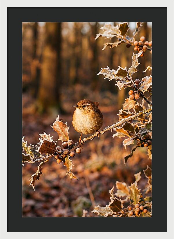 Winter Wren On Frosted Holly Branch
