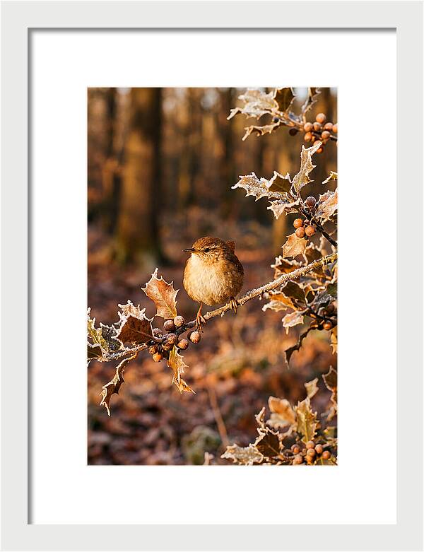 Winter Wren On Frosted Holly Branch
