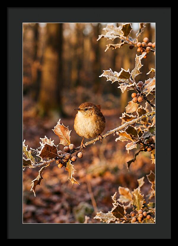 Winter Wren On Frosted Holly Branch
