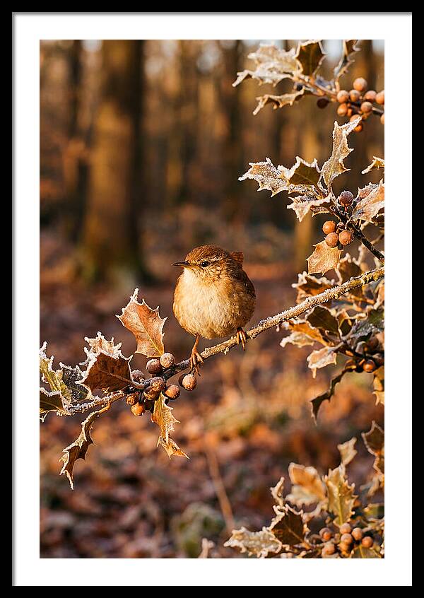 Winter Wren On Frosted Holly Branch
