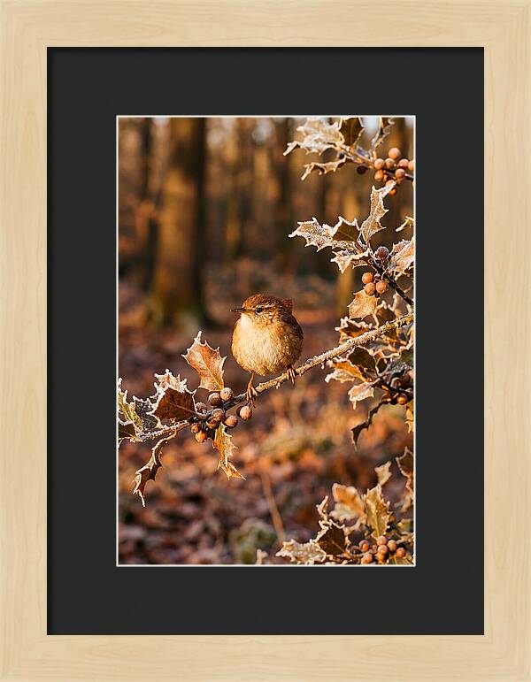 Winter Wren On Frosted Holly Branch