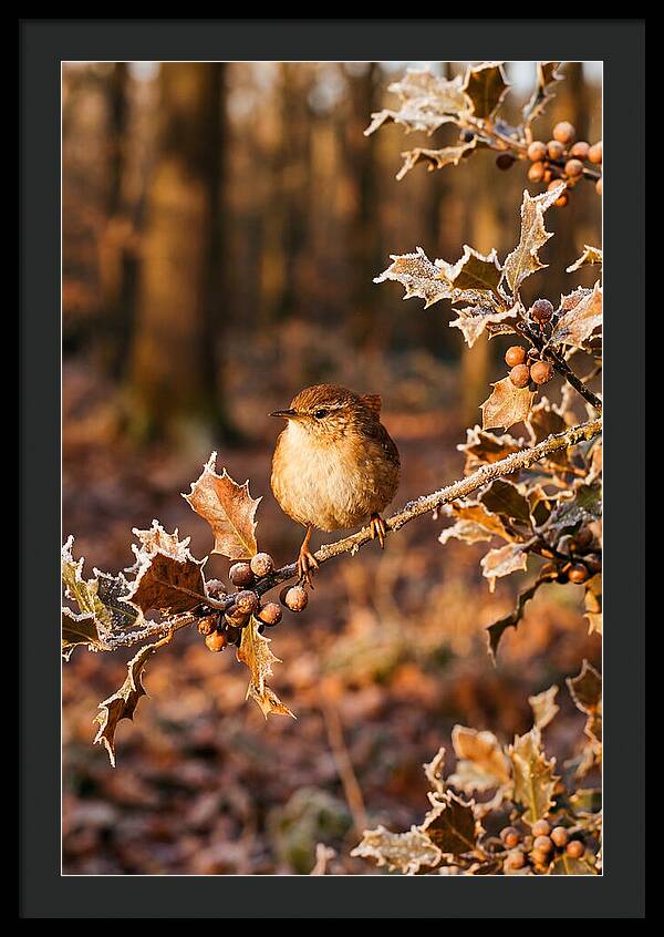 Winter Wren On Frosted Holly Branch