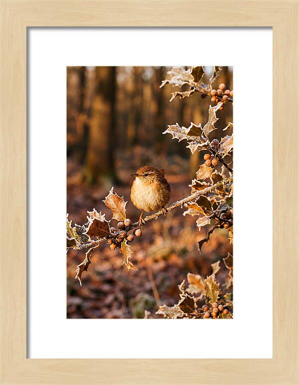 Winter Wren On Frosted Holly Branch