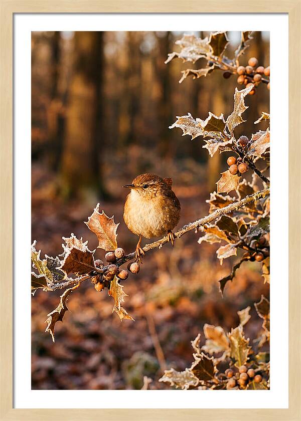 Winter Wren On Frosted Holly Branch