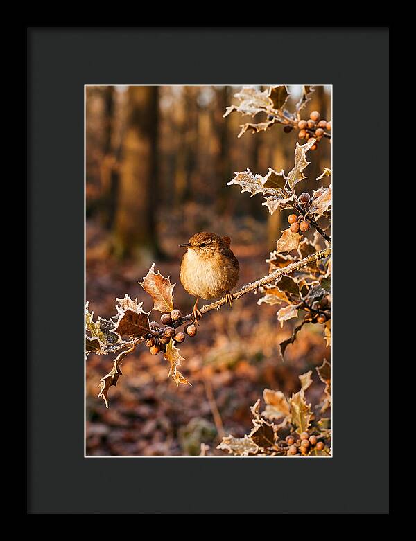 Winter Wren On Frosted Holly Branch
