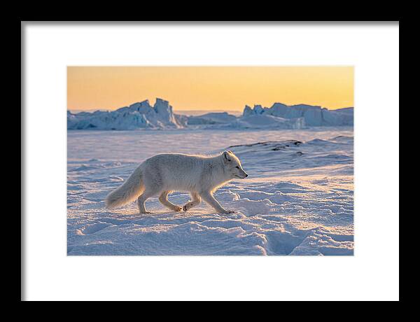 Winters Embrace Arctic Fox