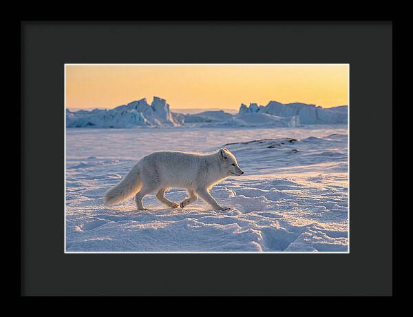 Winters Embrace Arctic Fox