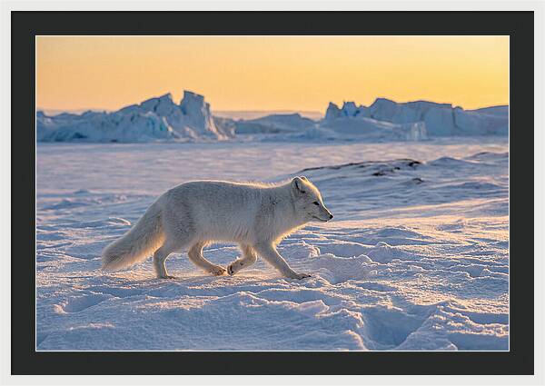 Winters Embrace Arctic Fox