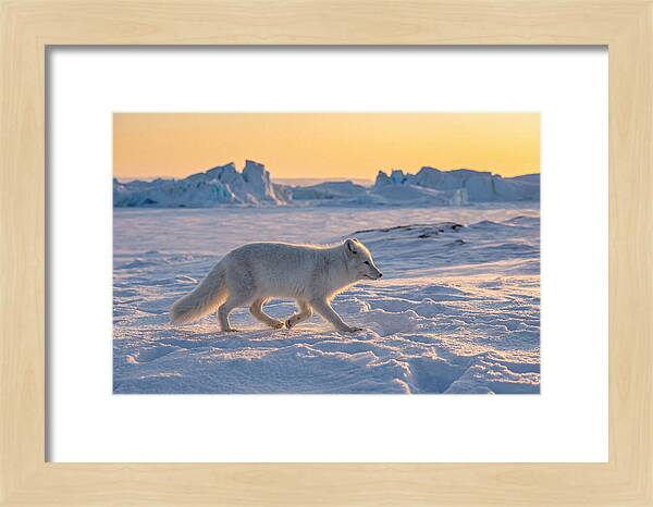Winters Embrace Arctic Fox