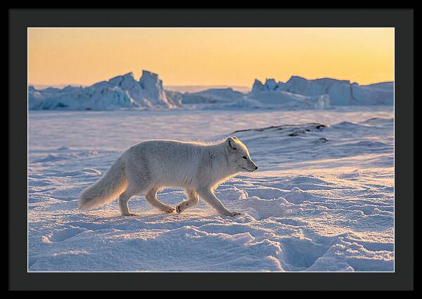 Winters Embrace Arctic Fox