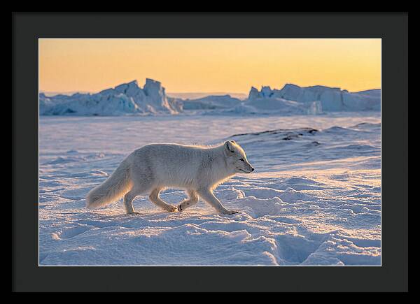 Winters Embrace Arctic Fox
