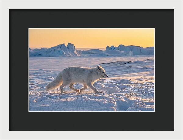 Winters Embrace Arctic Fox