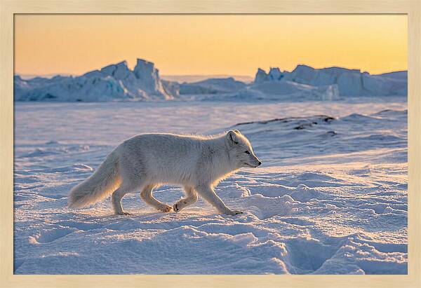 Winters Embrace Arctic Fox