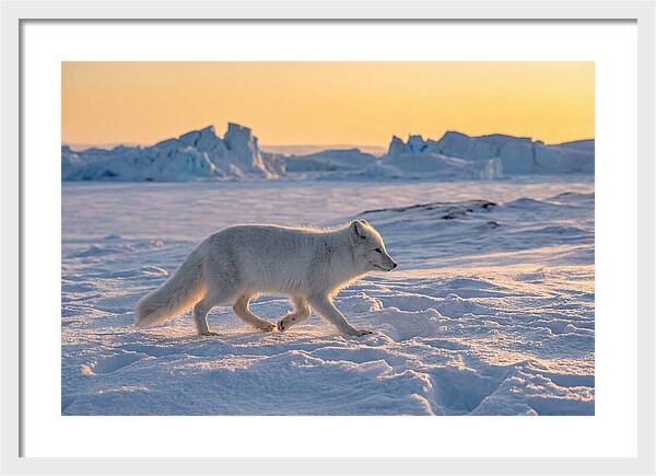 Winters Embrace Arctic Fox