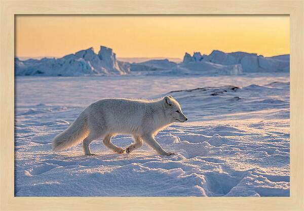 Winters Embrace Arctic Fox