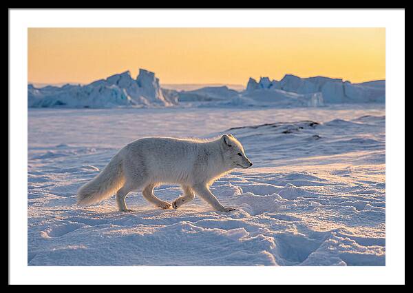 Winters Embrace Arctic Fox