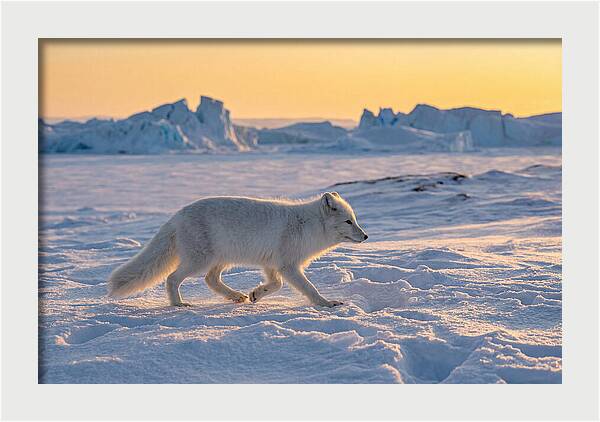 Winters Embrace Arctic Fox