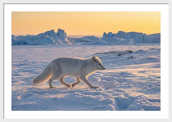 Winters Embrace Arctic Fox