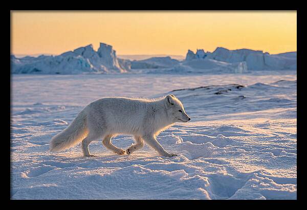 Winters Embrace Arctic Fox