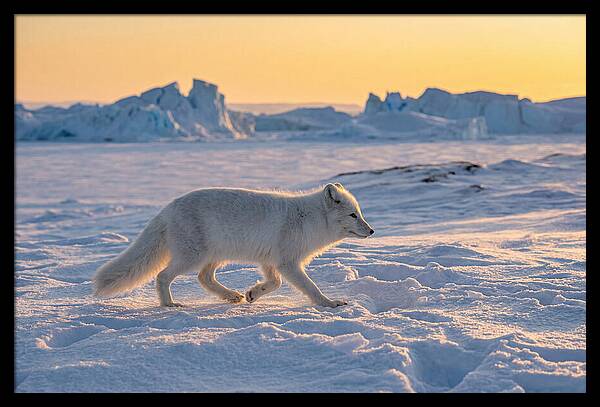 Winters Embrace Arctic Fox