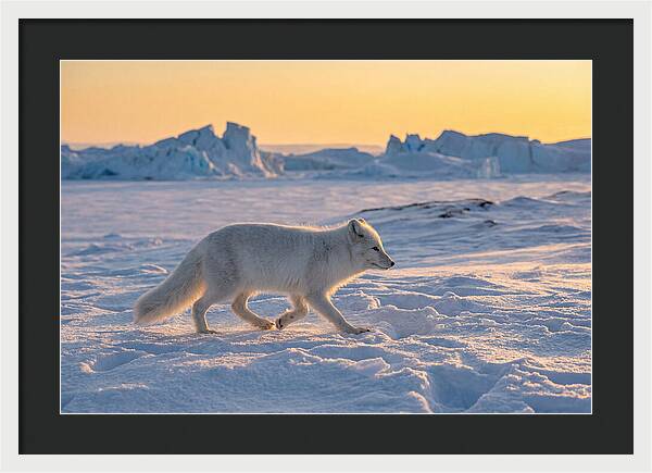 Winters Embrace Arctic Fox
