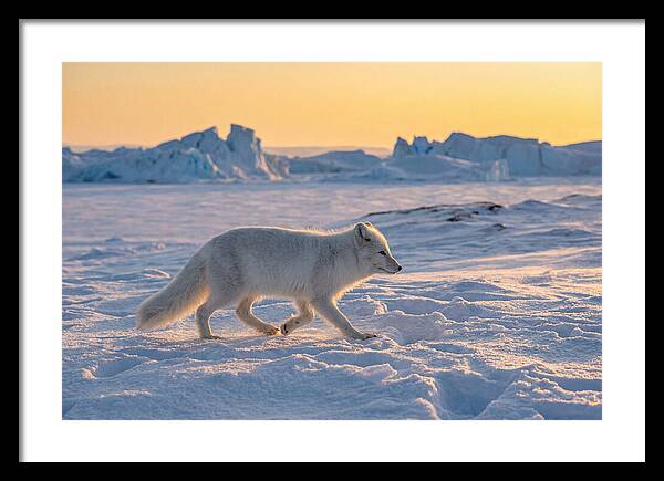 Winters Embrace Arctic Fox