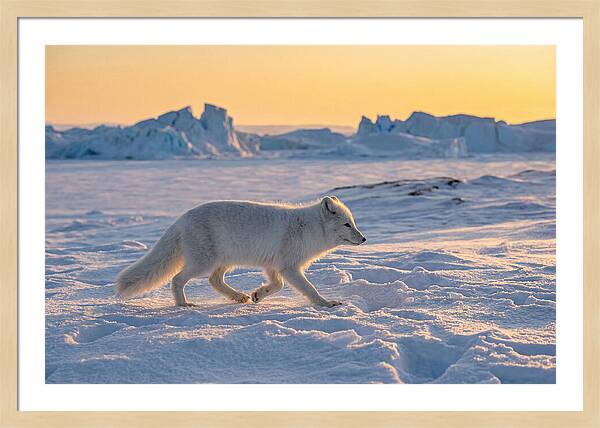 Winters Embrace Arctic Fox