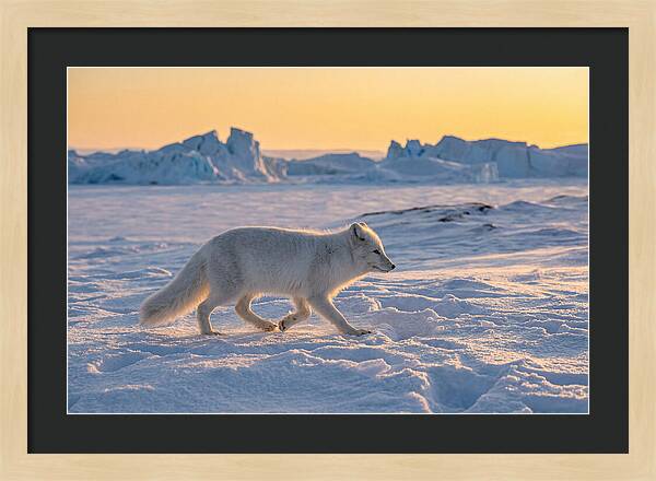 Winters Embrace Arctic Fox