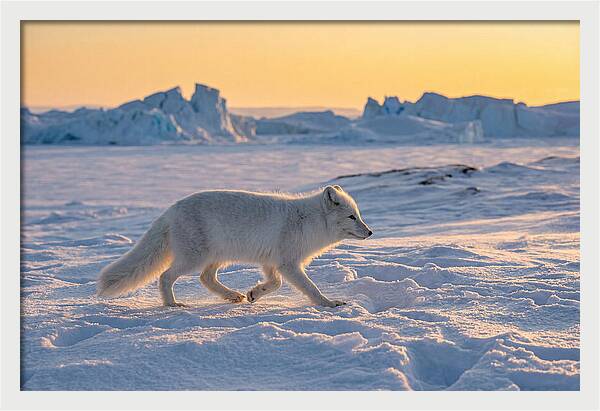 Winters Embrace Arctic Fox