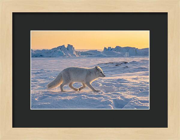 Winters Embrace Arctic Fox