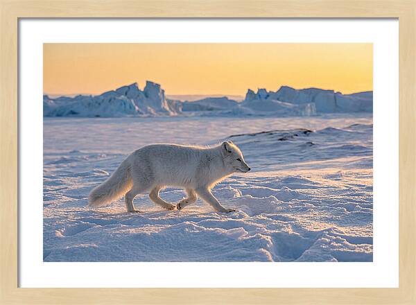 Winters Embrace Arctic Fox