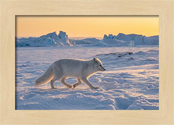 Winters Embrace Arctic Fox