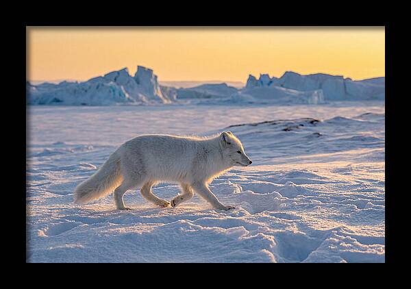Winters Embrace Arctic Fox