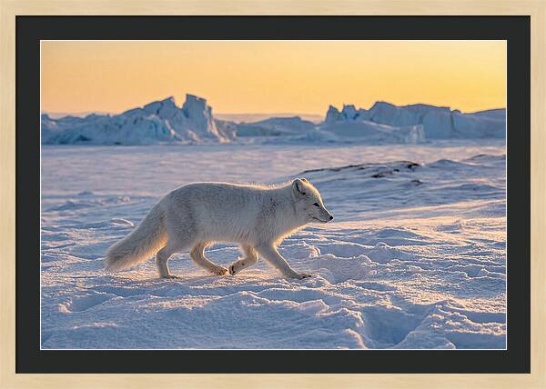 Winters Embrace Arctic Fox