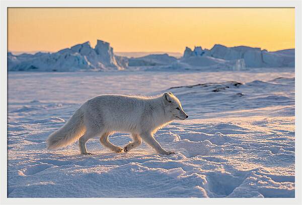 Winters Embrace Arctic Fox