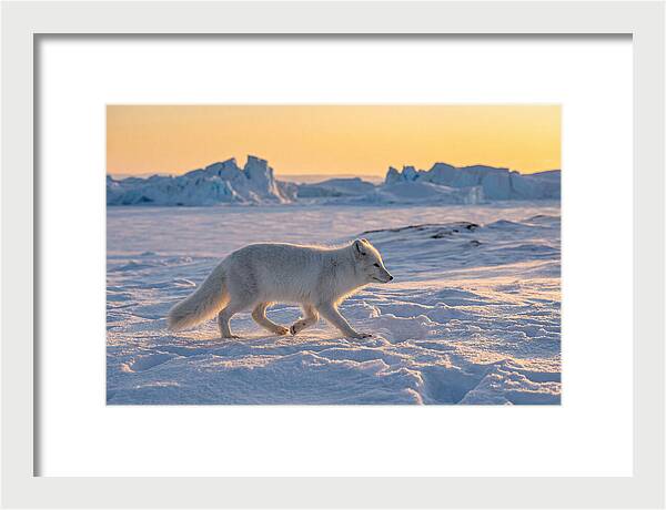 Winters Embrace Arctic Fox