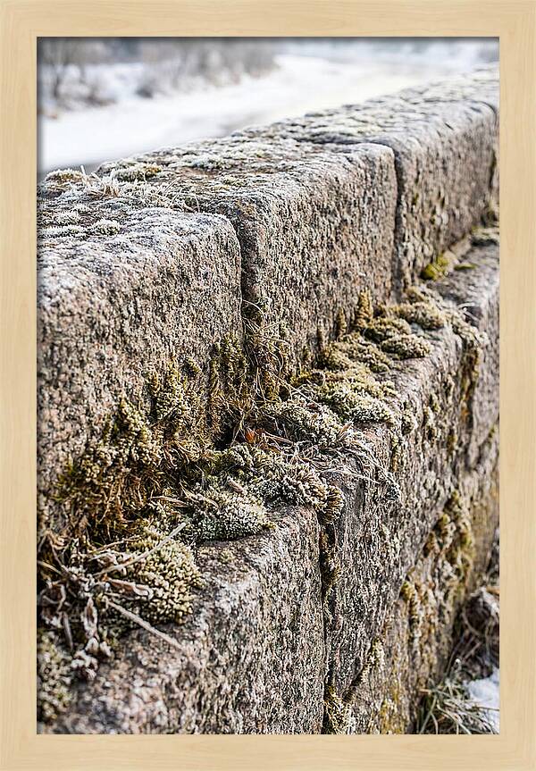 Winters Embrace On Stone
