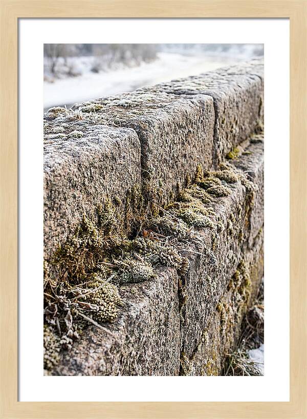 Winters Embrace On Stone