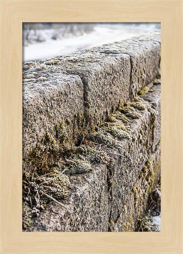 Winters Embrace On Stone