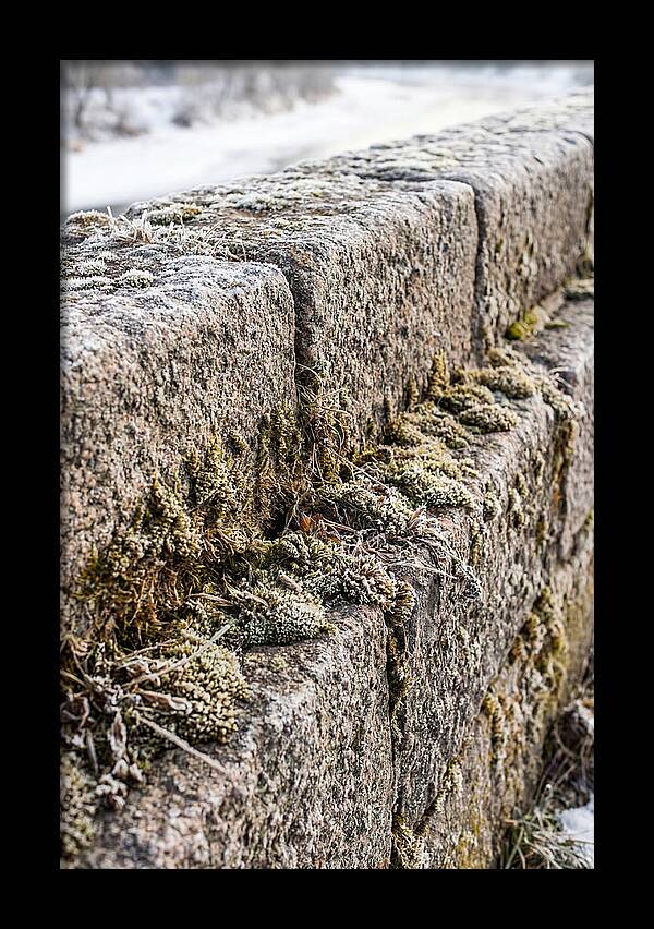 Winters Embrace On Stone
