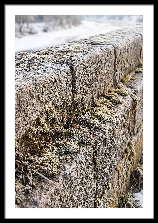 Winters Embrace On Stone