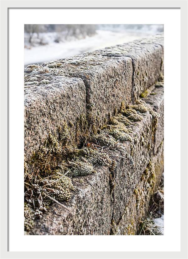 Winters Embrace On Stone